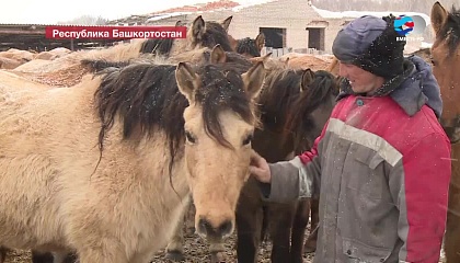 В Башкирии разводят лошадей, которые могут сами прокормиться даже зимой