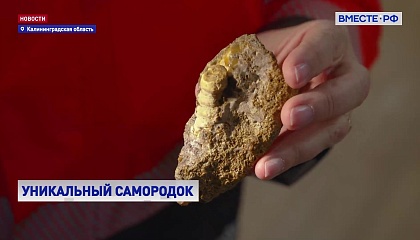 Уникальный янтарь возрастом почти 50 миллионов лет нашли в Калининграде