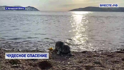 В Магадане спасают новорожденных бельков