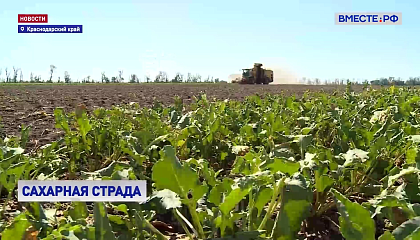 На Кубани  рассчитывают собрать 758 тысяч тонн сахарной свеклы