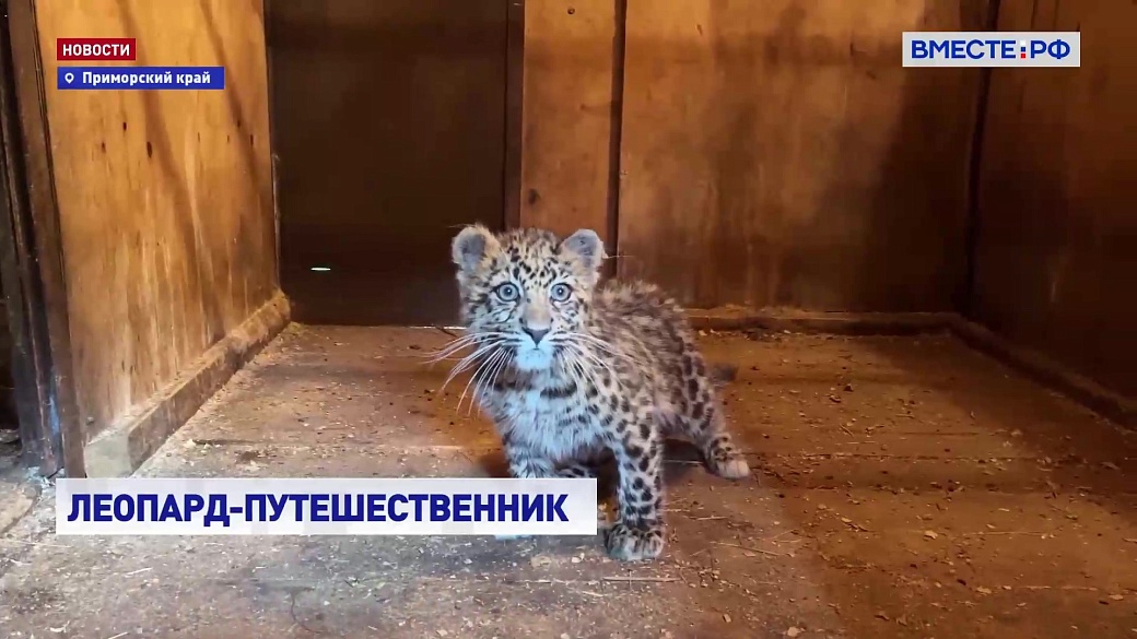 Local video
