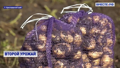 На Кубани собирают второй урожай картофеля