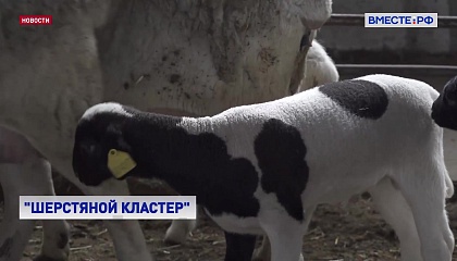 Республика Бурятия стала седьмым пилотным регионом «шерстяного кластера» России