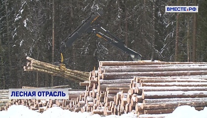 Лесопромышленный комплекс России начал восстанавливаться