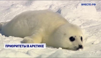 Совет Федерации работает над сохранением экосистем Арктического региона