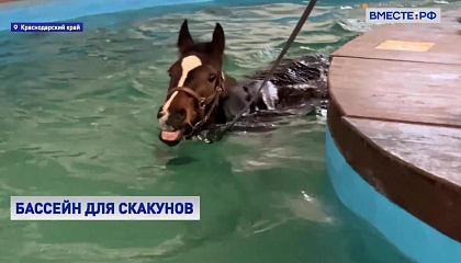 Бассейн для скакунов: на Кубани готовят лошадей к новому сезону