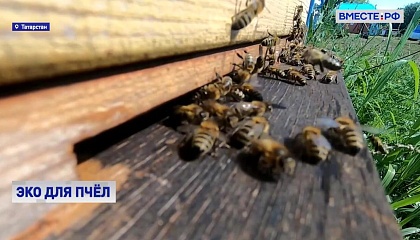 Экспериментальная пасека: над улучшением «породы» пчел работают на генетическом уровне