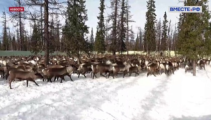 Северному оленеводству необходима федеральная поддержка