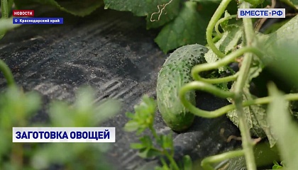 Краснодарский край: заготовка овощей