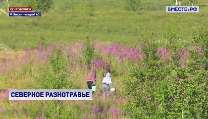 РЕПОРТАЖ: Пока цветет иван-чай