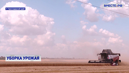 РЕПОРТАЖ: Уборка урожая в Краснодарском крае