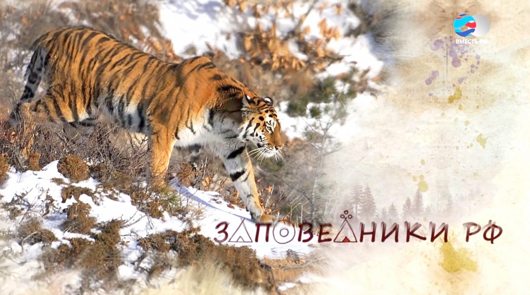 Local video