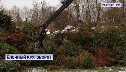 Больше 20 тысяч елок, сосен и пихт сдали москвичи на переработку
