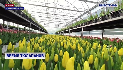 Для всей страны: тюльпаны из Краснодара