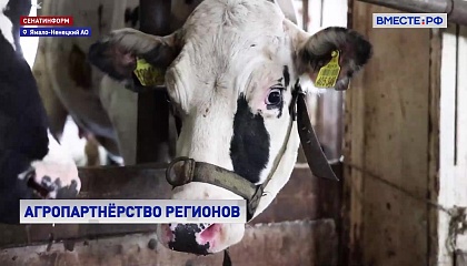32 элитные коровы из Ленинградской области отправились на ферму в заполярье