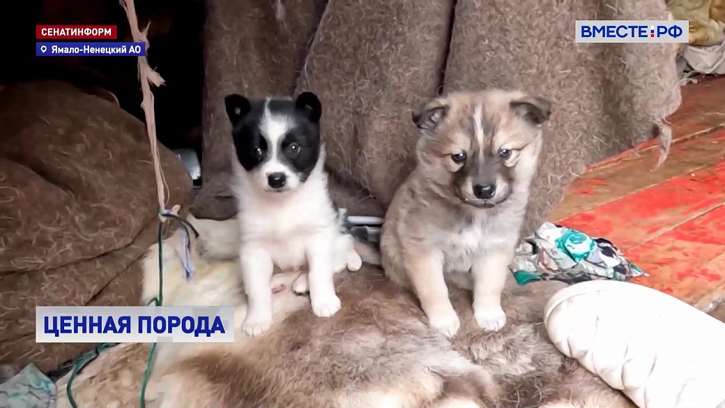 Local video