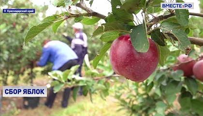В Краснодарском крае началась уборка осенних сортов яблок