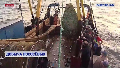 Рыбная путина в этом году значительно превзошла прошлогодние показатели