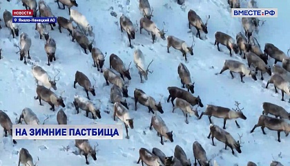 РЕПОРТАЖ: Массовый перегон оленей в ЯНАО