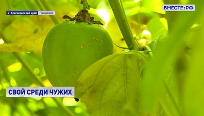 В Краснодарском крае выращивают новые экзотические фрукты