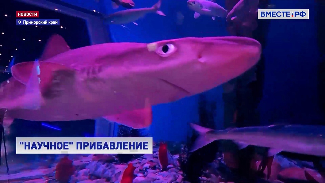 Local video