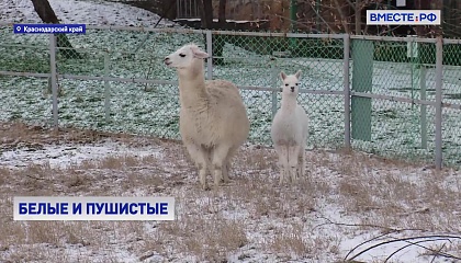 Зоопарк в Краснодарском крае с помощью соцсетей выбирает имена для новых экзотических питомцев