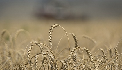 Новый законопроект защитит экспорт сельхозпродукции от санкционного давления