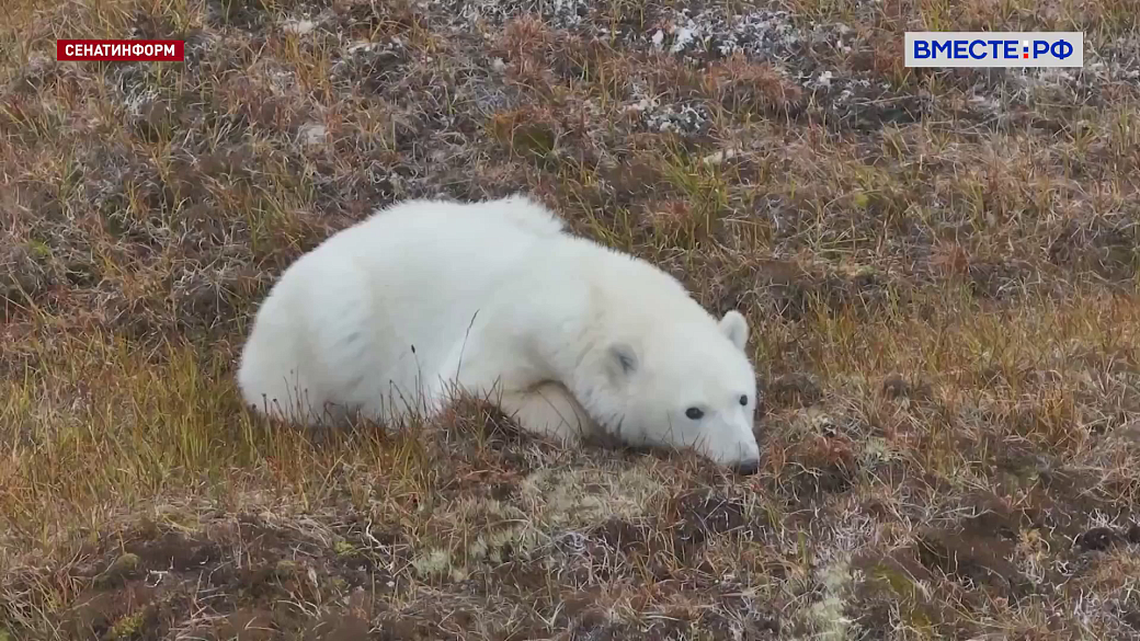 Local video