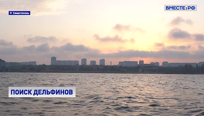 Дельфинов, выброшенных в море около Севастополя, специалисты предложили оставить в естественной среде