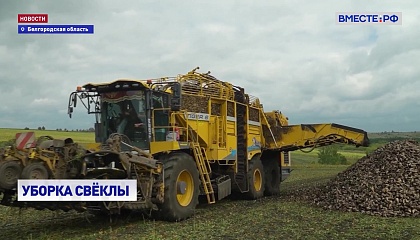 В Белгородской области идет уборка сахарной свеклы