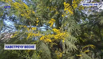 В Сочинском дендропарке необычно рано распустилась акация серебристая