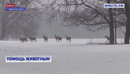 В саратовском заказнике начали усиленное кормление животных