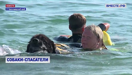 В Краснодарском крае собаки-спасатели соревновались на скорость в спасении утопающих