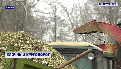 «Ёлочный круговорот»: новогодние ёлки сдают на переработку в Москве 
