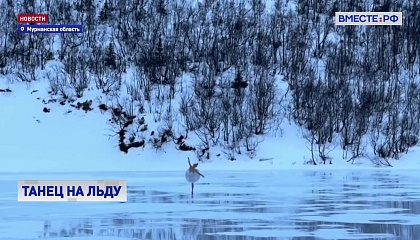 Балерина из Мариинки станцевала партию из «Лебединого озера» на фоне Хибин