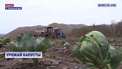 В Приморье собирают урожай капусты