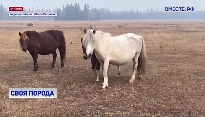 Сенатор Борисов: важно сохранить российские породы лошадей, коров и овец