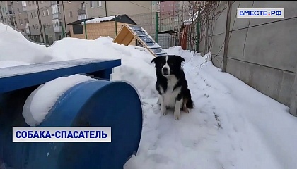 По кличке Акай: лучший пес-спасатель живет в Калининграде