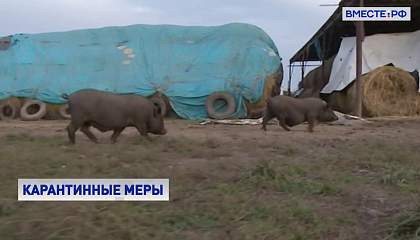 Наказание для нарушителей карантина при болезнях животных в России ужесточат