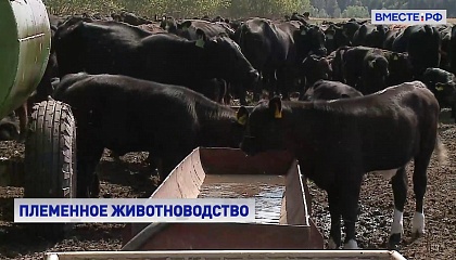 Сенатор Борисов: развитие племенного животноводства гарантирует продовольственную безопасность страны