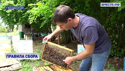 РЕПОРТАЖ: Кубанские пчеловоды готовятся к сбору меда