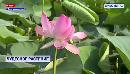 РЕПОРТАЖ: В Краснодарском крае разрослись лотосы