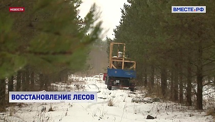 Правительство направит 70 миллиардов рублей на сохранение лесов до 2030 года