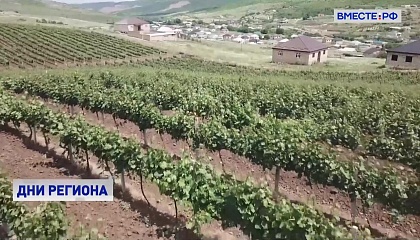 Развитие авторского виноделия в Севастополе обсудили в СФ