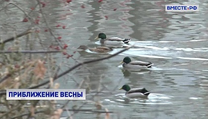 Весенняя погода ждет Россию уже в феврале