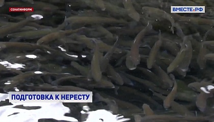 РЕПОРТАЖ: Работа племенного форелеводческого завода в Сочи