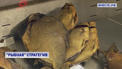Поставщикам рыбной продукции нужно дать преференции для участия в госзакупках, считают в СФ