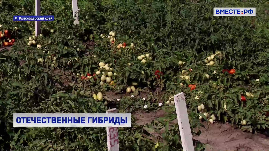 Local video