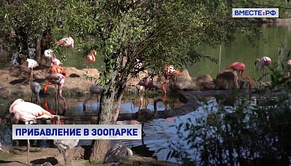 В Московском зоопарке у семьи фламинго вылупились 11 птенцов