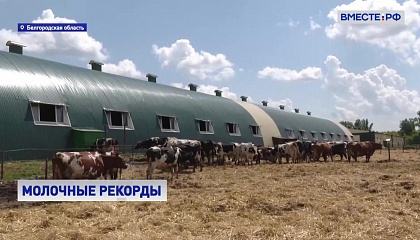 Малый бизнес в деле: на белгородской ферме ежедневно производят десятки тонн молока